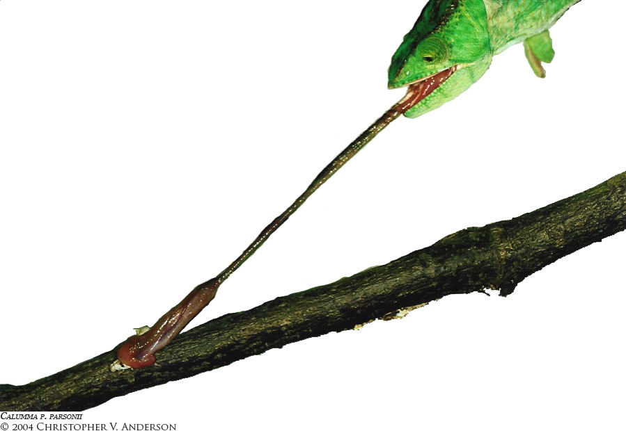 Chameleons organism physiology essay 07 image